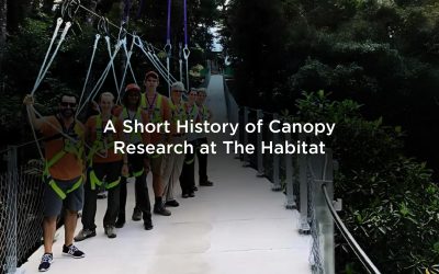 A Short History of Canopy Research at The Habitat