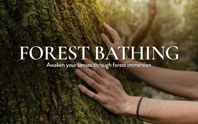 Forest Bathing