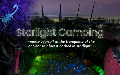 Starlight Camping