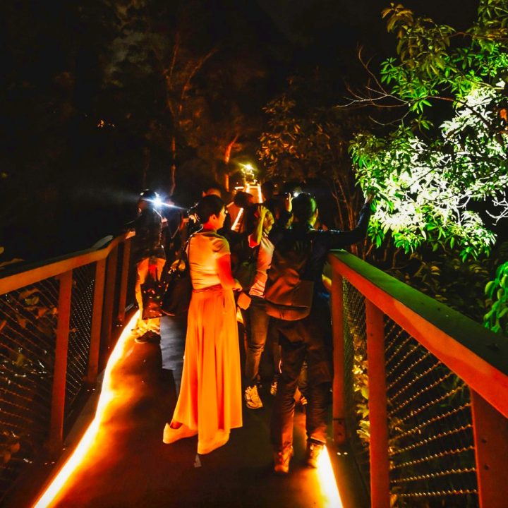 Guided Evening Walk