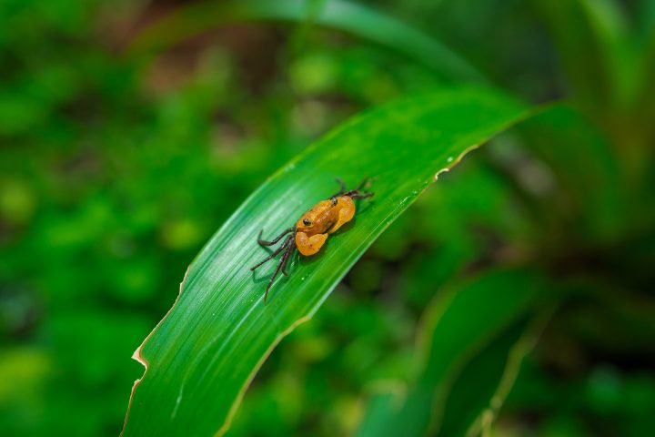 The Penang Hill vampire crab (Geosesarma faustum)