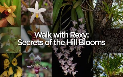 Walk with Rexy: Secrets of the Hill Blooms